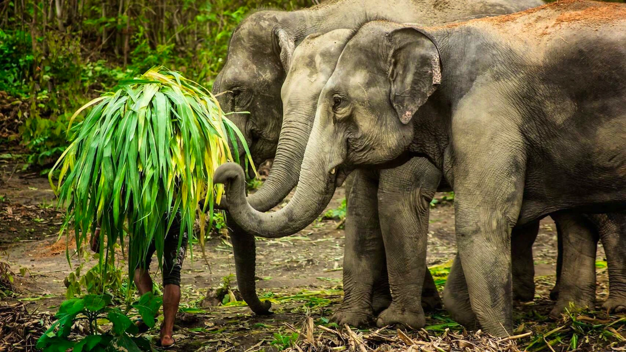 Elephant Jungle Sanctuary Experience in Phuket Ticket